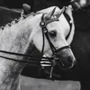 imogen_wilkinson1