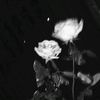 evade_lover22