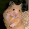 cokohamster_