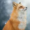 Love Animals