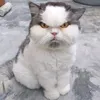 mm_ppl6