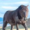 kindheartedhorserescue