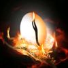 phoenixeditz67