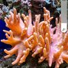 costal.reef
