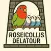 roseicollis.delatour