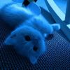 diekatzchen