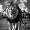 sergio_ramos882