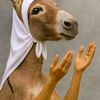 alphysi5