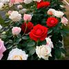 user5514279048274