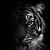 .mrvat