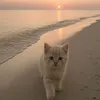 h.vibescore