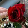 gatta27_f