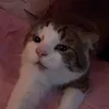 fzypop