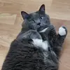 waltercdn