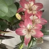 su.aiii