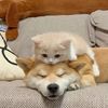 Petbabylover