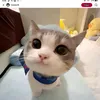 gattaa66