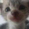 thich_ann_kitkat