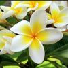 fleur.narcisse0