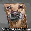 griztkakashkiklyto