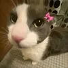 haerin_thecat02