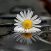 kurdstan2843