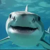 sharkey_00