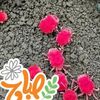 rahema.adam1