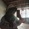 jes_ank1