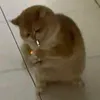 fatima.lachguer3