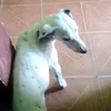 tem.futbol_