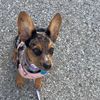 ur.local.terrier