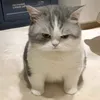 zennj_ju