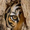 diaryofalioness
