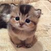 amna_shahid10