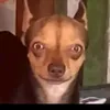 tito_galopante230