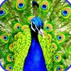 மயில்🦚