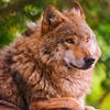 pagansnowpuppy