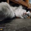 _michibonita