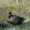 notthebestphotogr1