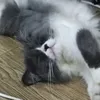yoki.cat