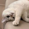 funny.cats.5201
