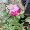dian.purnamasari494