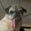 pugswiththetongues