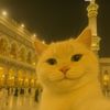 nicacaw0