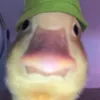 natannkpfz2