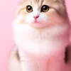 pht.qun.huy.ngoc