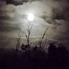 sophia_walsh05