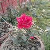 shamim.shamim4324