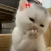 zyrellejoy17